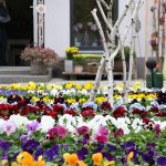 Grünwerkstatt Herbstblumen